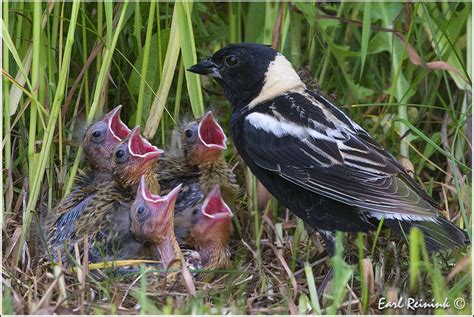 Bobolink nest | Earl Reinink | Flickr