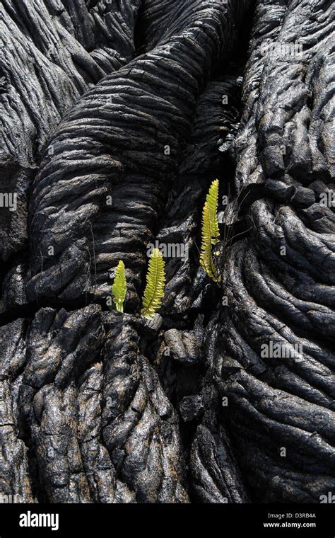 Kupukupu fern growing in Pahoehoe lava cracks Volcanoe National Park Hawaii Stock Photo - Alamy