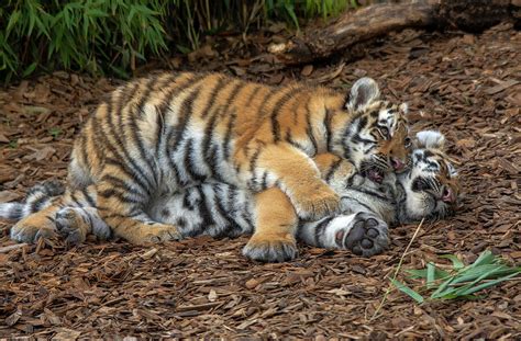 Playful Amur Tiger cubs Photograph by Fiona Etkin - Pixels