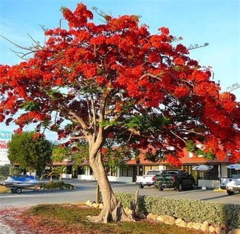 The Best Shade Trees for South Florida Yards - RCH Landscaping