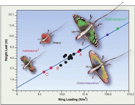 The relationship between wing loading and height lost over the course... | Download Scientific ...