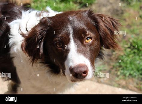 Brown Springer Spaniel Border Collie Mix