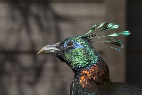 Himalayan Monal Feathers Stock Photos - Free & Royalty-Free Stock ...