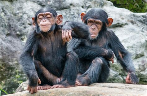 Should Chimpanzee Behavior Challenge Human Exceptionalism? - Reasons to Believe