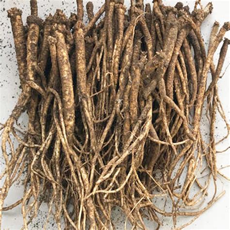 Codonopsis root of100% natural dried with organic Herbs tea Dangshen ...