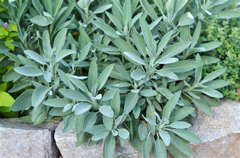 Is Sage A Good Indoor Plant at Amy Vaughn blog