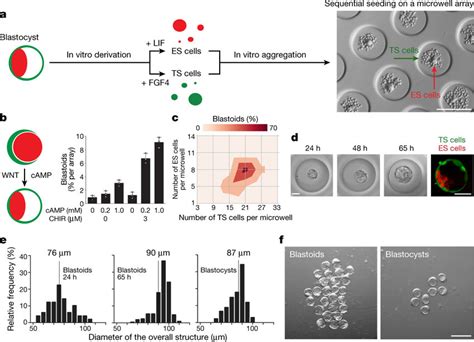 Embryonic and trophoblast stem cells form blastocyst-like structures in... | Download Scientific ...