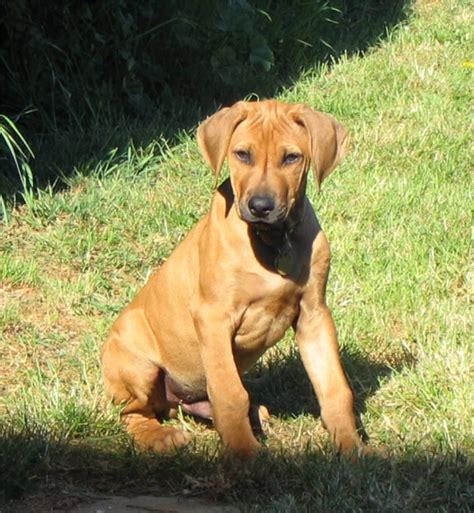 rhodesian ridgeback | Muscular Rhodesian Ridgeback male dog siting, Rhodesian Ridgeback ...