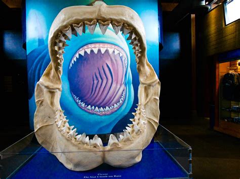 Oregon Coast Aquarium Prehistoric Shark | Oregon Coast Aquar… | Flickr