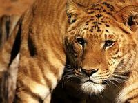 15 Tigon ideas | big cats, liger, wild cats