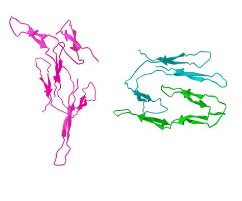 Raising antibodies against protein complexes - Research Outreach