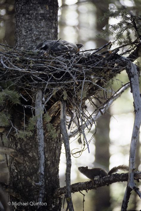 NORTHERN GOSHAWK | JOURNAL OF A WILDLIFE PHOTOGRAPHER