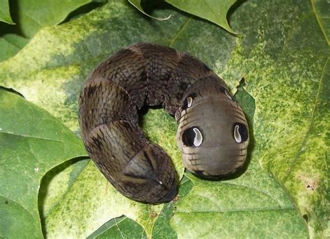 Elephant Hawk Moth Caterpillar | I found this giant & beauti… | Flickr ...