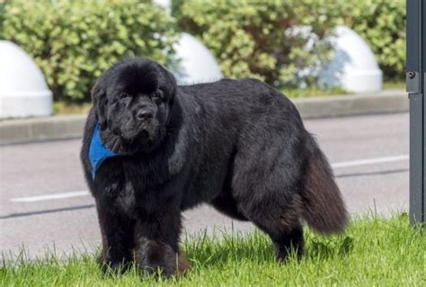 Newfoundland Dog Grooming: 9 Easy & Effective Tips – Dogster