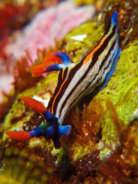 Beautiful Sea Slugs | Sea slug, Deep sea creatures, Beautiful sea creatures