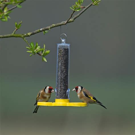 Buy Goldfinch feeder tube: Delivery by Crocus