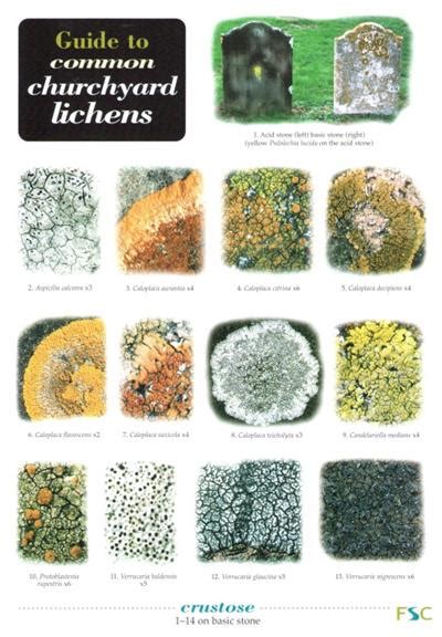 Guide to Common Churchyard Lichens (Identification Chart) by Dobson, F.s.