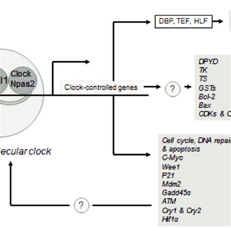 Schematic representation of the molecular clock and the pathways... | Download Scientific Diagram