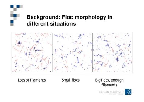 On-line optical monitoring of activated sludge floc morphopoly