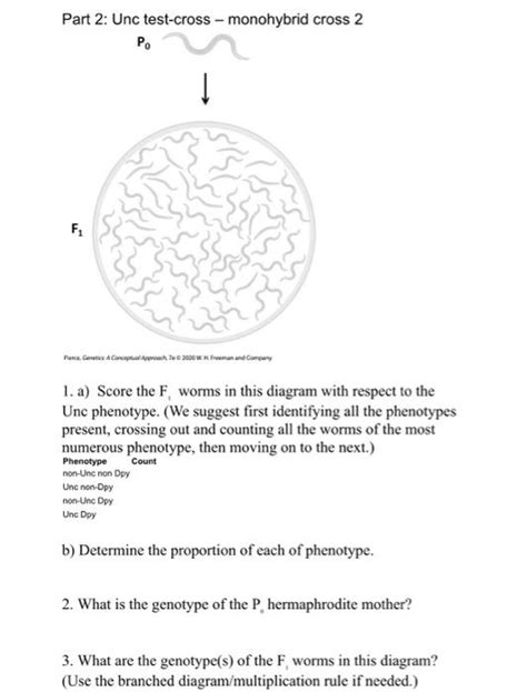 Solved phenotypes in C. elegans The C. elegans genome has | Chegg.com