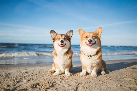 12 Awesome Dog-Friendly Beaches in New York (2024 Update) | Hepper