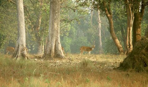 Kanha National Park | Tigers, Wildlife & Biodiversity | Britannica