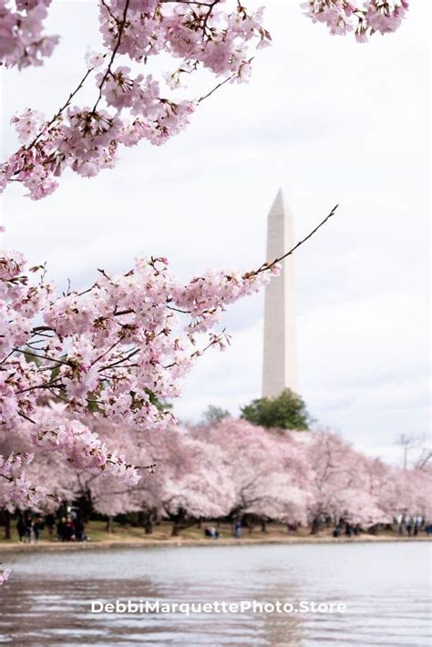 Washington Monument surrounded by cherry blossoms, Washington DC Art ...