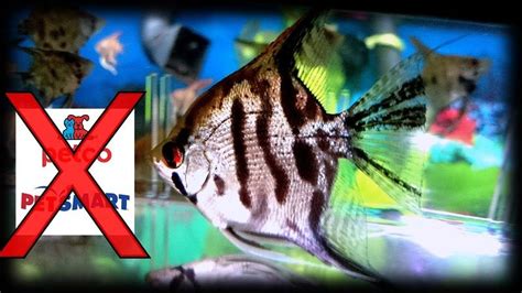 Petco Live Fish | Fish Tank Facts