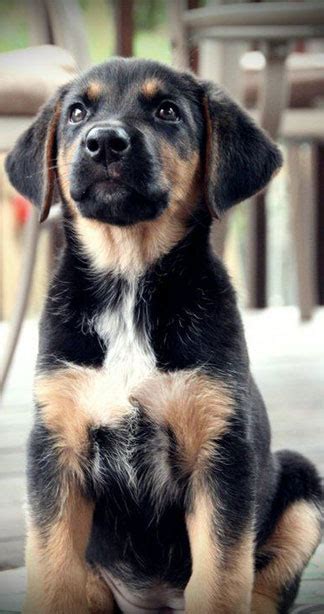 German Shepherd Labrador Mix - The Sheprador | Woof Dog