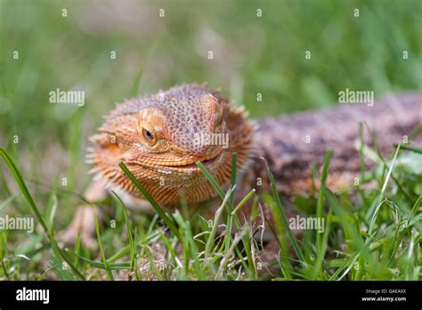 bearded dragon running free in grass Stock Photo - Alamy