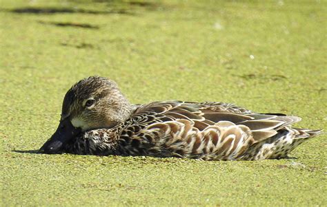 Female Blue-winged Teal.jpg | BirdForum