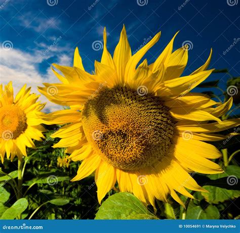 Gold sunflowers stock image. Image of beautiful, high - 10054691