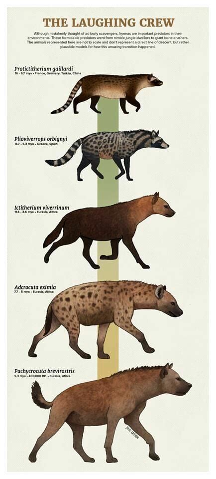 Hyena evolution : r/Naturewasmetal