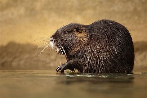 What the Return of the Nutria Means for California - WorldAtlas