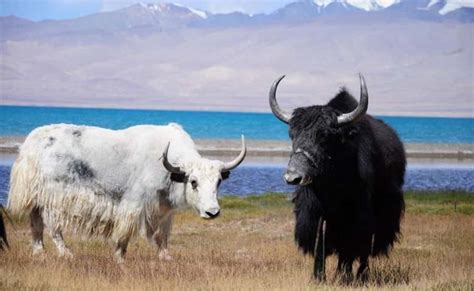 YAK: ITS HABITAT AND BEHAVIOR - The Veterinary News & Views