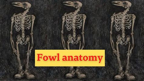 Fowl anatomy 🐓 Avian skeletal system 🦃 - YouTube