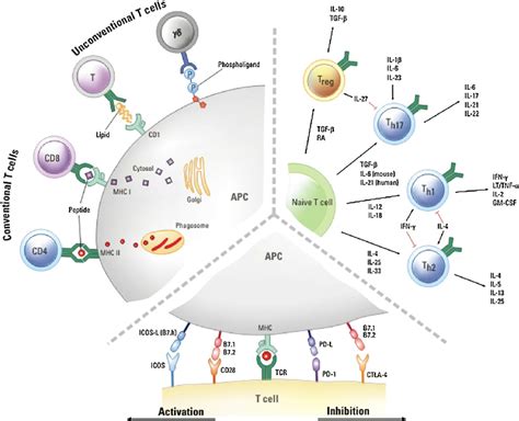 Three Steps to T Cell Activation The figure shows three critical steps... | Download Scientific ...