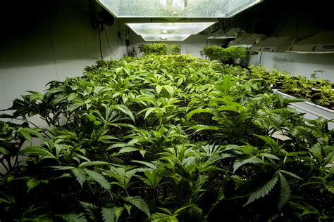 Photos showed mold and spider mites in marijuana plants, but officials ...