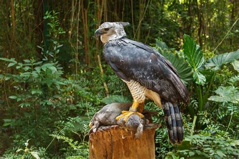 Harpy Eagle Hunting Sloth