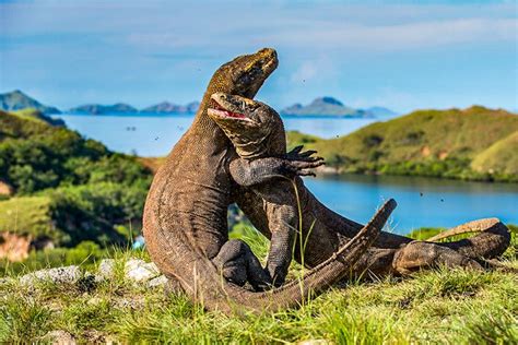 Pulau Komodo Menjadi Kawasan Wisata Premium? Biaya Masuknya 14 Juta Gan ...