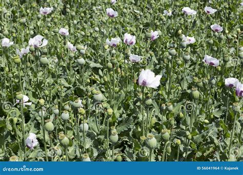 Field of the white Poppy stock photo. Image of poppy - 56041964