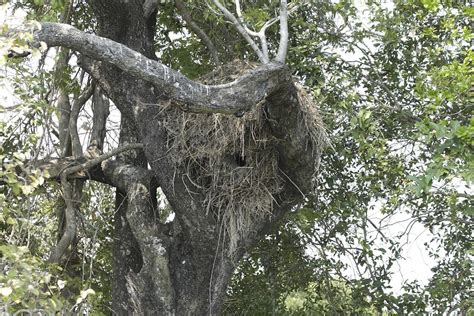 Hammerkop nest | Amit Bandekar | Flickr