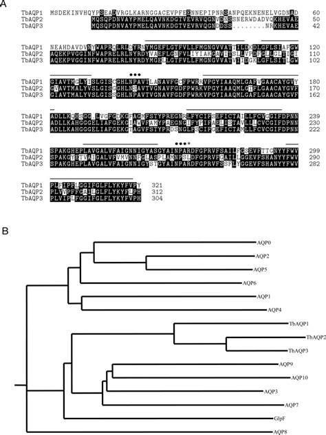 Sequence analysis. A, amino acid sequence alignment of TbAQPs ...