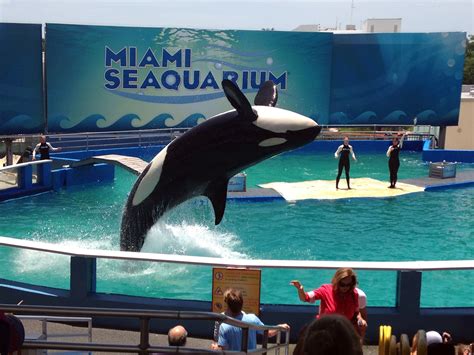 Miami Seaquarium Killer Whale Dolphins and Sea Lions All At this Great ...