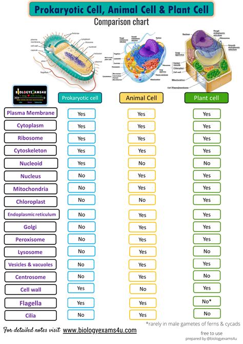 Plant Cell Structure, Structure And Function, Plasma Membrane, Animal Cell, Learning Science ...