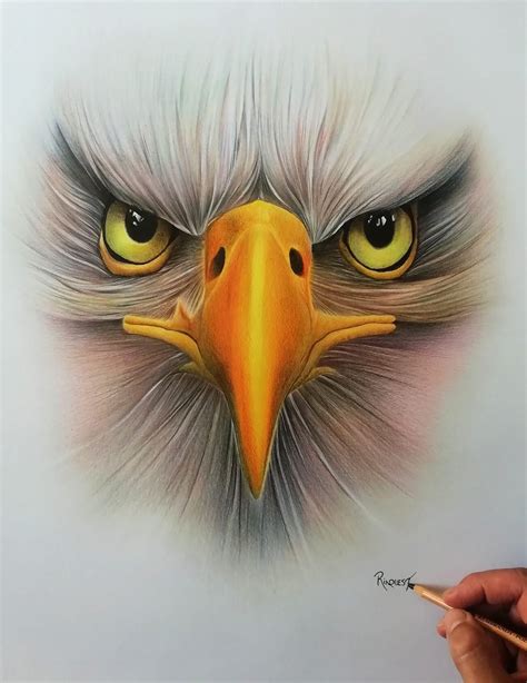 Pin by Danielle Gingras on Animal | Eagle drawing, Eagle painting ...