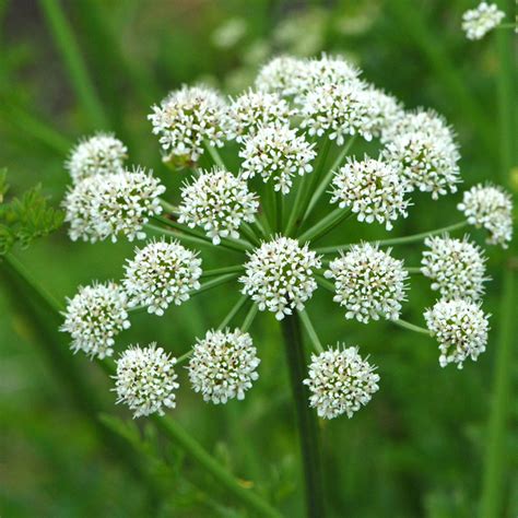 British Wild Plant: Oenanthe crocata Hemlock Water-dropwort