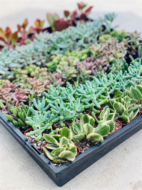 64 Potted Succulents - Bulk Succulents in Two Inch Pots - Succulent Fa ...