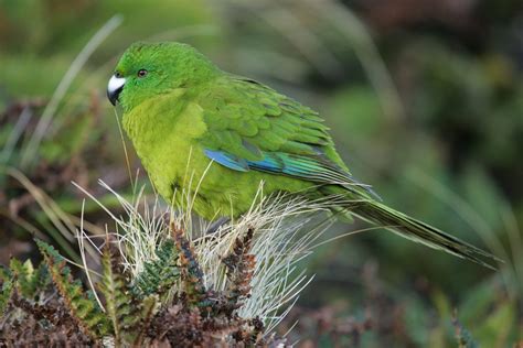 Антиподский прыгающий попугай (Cyanoramphus unicolor) | Какарики ...