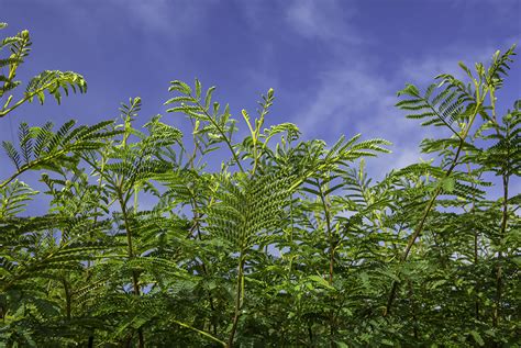 Forest for the Trees: Planting Your Own Koa Tree on Hawaii Island - Hawaii Magazine